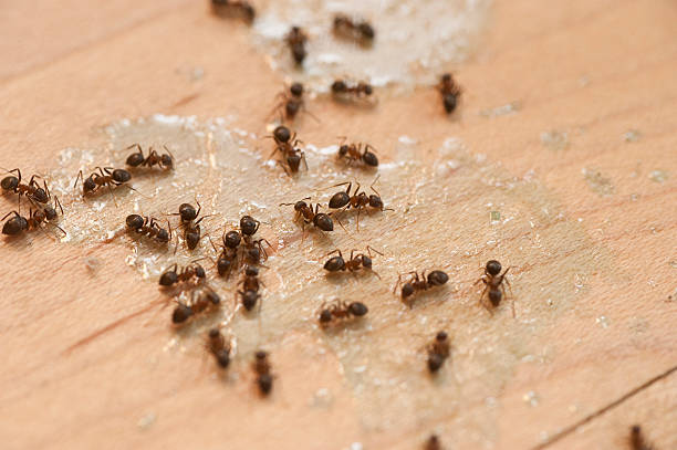 Best Best Pest Control Companies  in Hightstown, NJ