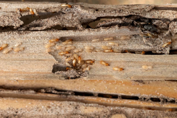Best Residential Pest Control  in Hightstown, NJ